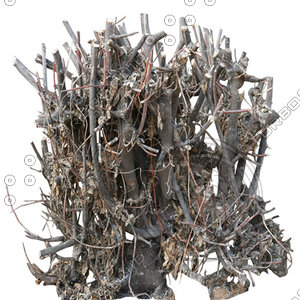 Stump_01.tga