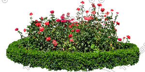 Flower_H_38.tga