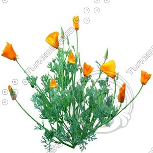 Flower_H_07.tga