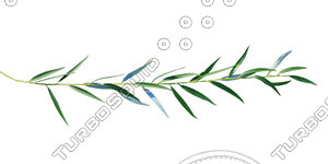 Branch_s_16.tga