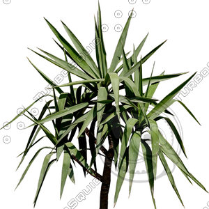 Branch_s_39.tga