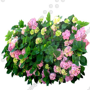Bush_S_20.tga