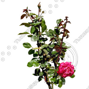 Flower_H_18.tga