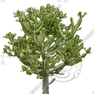 Desert_plants_05.tga