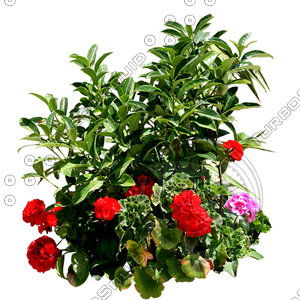 Flower_H_19.tga