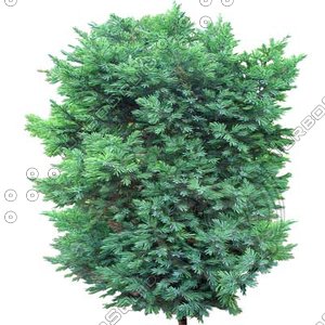 Bush_S_12.tga