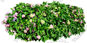 Bush_S_19.tga