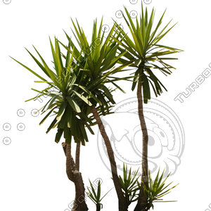 Palm_N_03.tga
