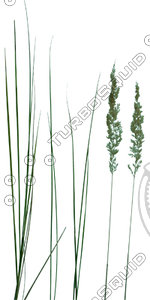 Grass_23.tga
