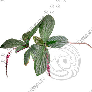 Branch_s_28.tga