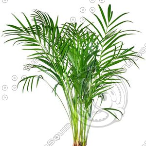 Bush_S_10.tga