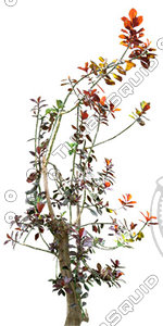 Tree_tropic_05.tga