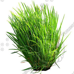 Grass_10.tga