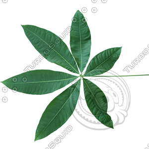 Leaf_20.tga