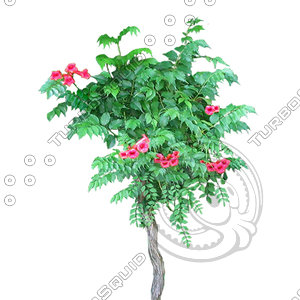 Tree_N_09.tga
