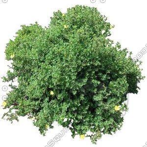 Bush_S_09.tga