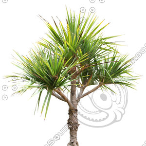 Palm_12.tga