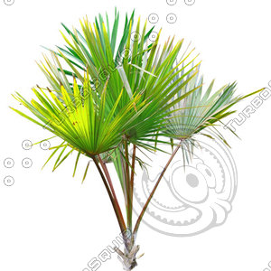 Palm_19.tga