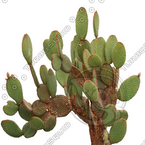 Desert_plants_03.tga