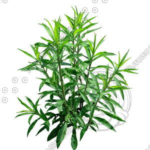 Grass_07.tga