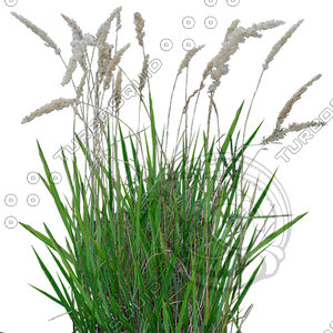 Grass_21.tga