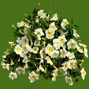 Flower_H_26.tga