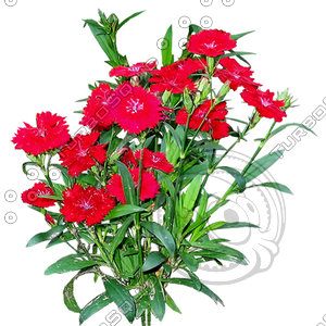 Flower_H_22.tga