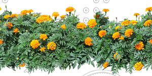 Flower_H_34.tga