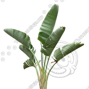 Palm_06.tga