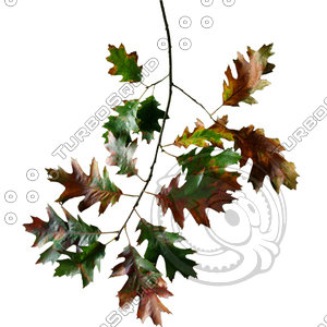 Branch_s_25.tga