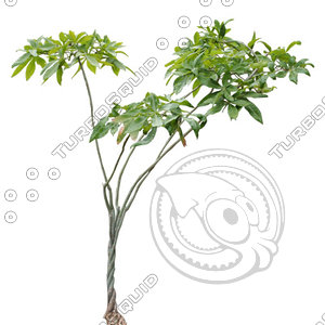 Tree_tropic_08.tga