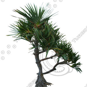 Palm_31.tga