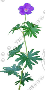 Flower_V_04.tga