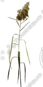 Grass_25.tga