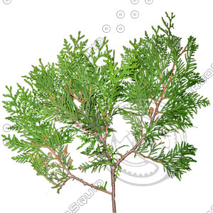 Branch_s_26.tga