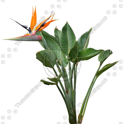  https://static.turbosquid.com/Preview/Content_2009_07_14__12_22_09/FlowerL_34_01.jpg02a17cf4-b05f-4da2-8d0f-9bc811d94aa5Larger.jpg