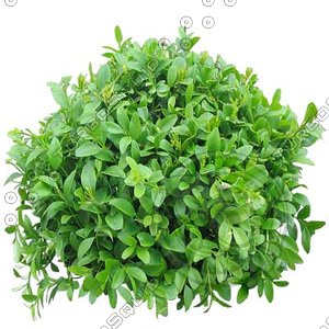 Bush_S_11.tga