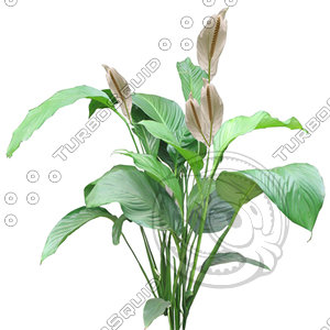 FlowerL_07.tga