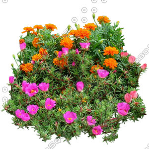 Flower_H_29.tga