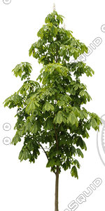 Tree_14.tga