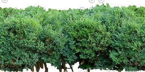 Bush_S_17.tga
