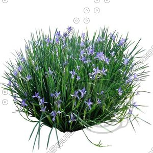 Flower_H_04.tga