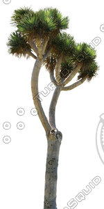 Palm_37.tga