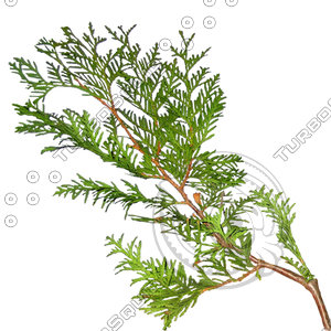 Branch_s_27.tga