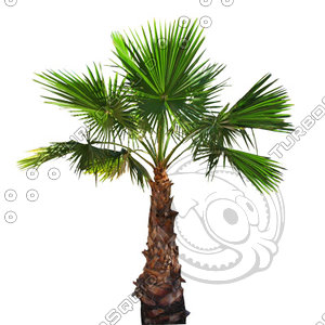 Palm_22.tga
