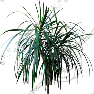 Branch_s_24.tga