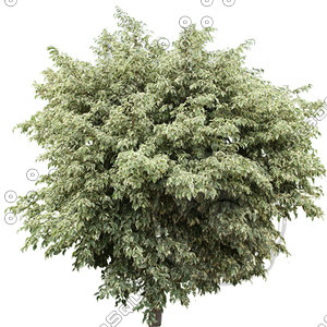 Tree_28.tga