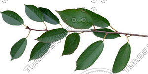 Branch_S_08.tga