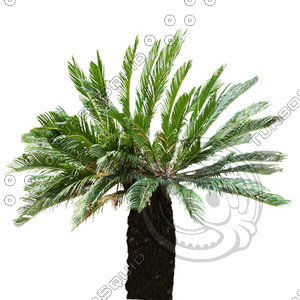 Palm_10.tga
