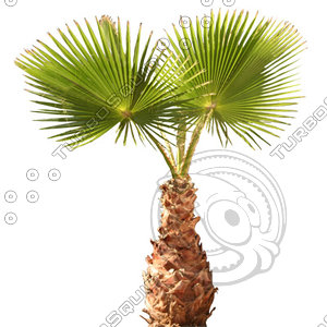 Palm_29.tga